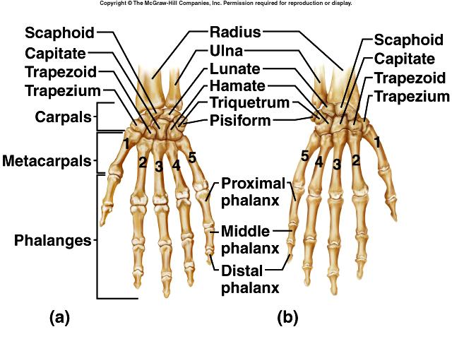 Wrist and Hand Carpals (16) trapezium trapezoid capitate scaphoid pisiform triquetrum