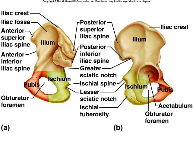 Coxae hip bones ilium iliac crest iliac spines greater sciatic notch ischium ischial