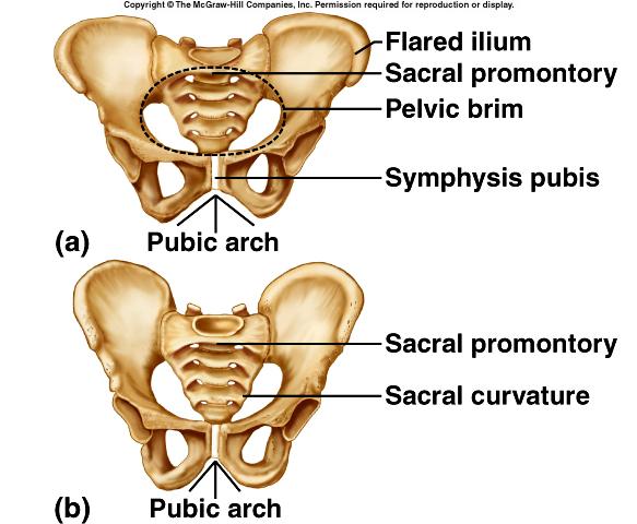 Male and Female Pelvis Female iliac bones more flared broader hips pubic arch angle greater more