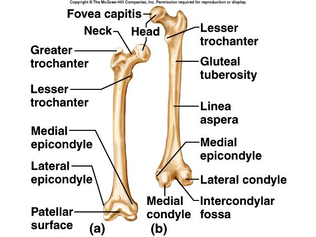 Femur longest bone of body head fovea capitis neck greater