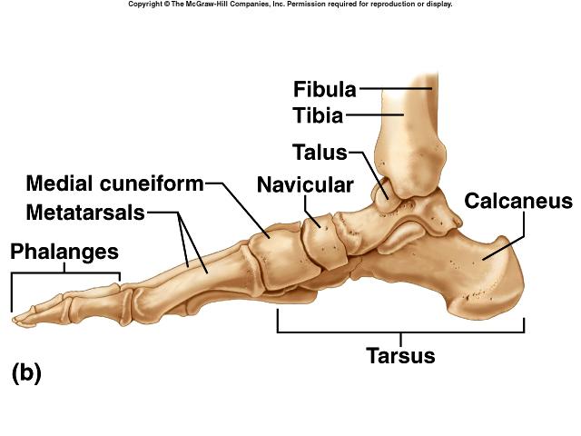 Ankle and Foot Tarsals (14) calcaneus talus navicular cuboid lateral cuneiform