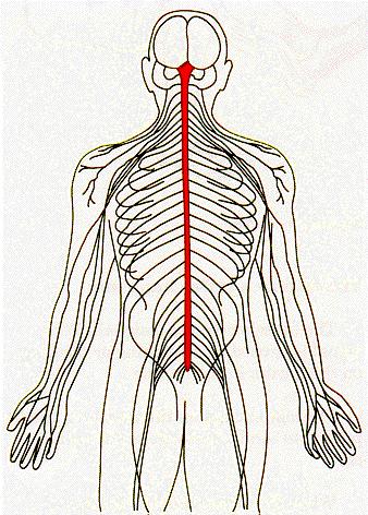SPINAL CORD INJURY An injury to the spinal cord at any level