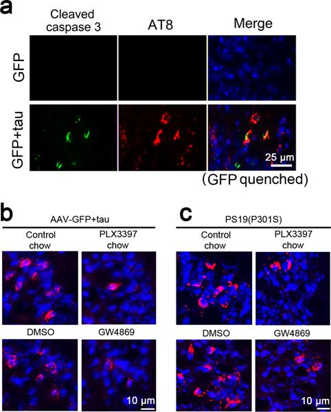 Supplementary Figure 2 Cytotoxic changes of tau-bearing neurons in the DG and reduction of changes by microglial depletion or nsmase2 inhibition in two different tau mouse models (a) Cleaved