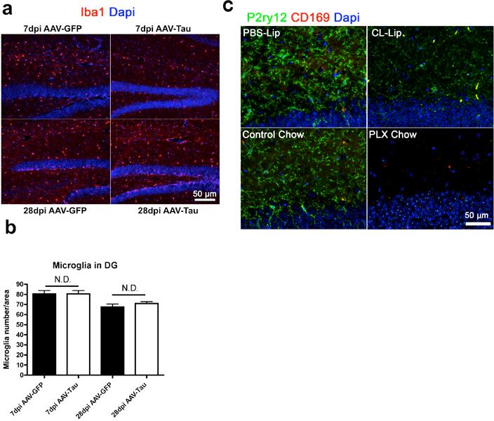 Supplementary Figure 3 Microglial density after AAV-GFP/tau injection into the MEC and depletion of microglia by clodronate liposome or PLX3397 (a,b) AAV-GFP or AAV-GFP/tau mice are subjected to