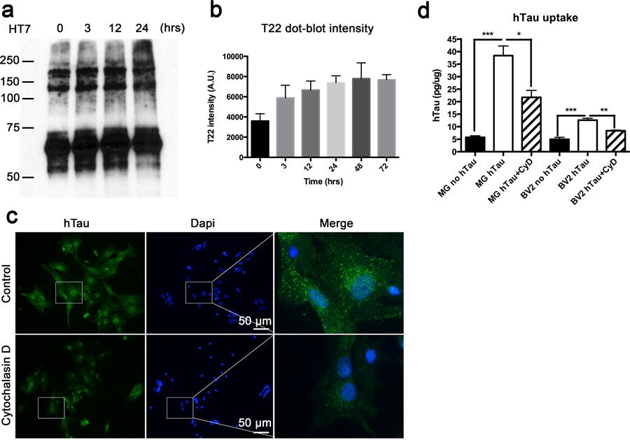 Supplementary Figure 7 Aggregation of purified htau and microglial phagocytosis in vitro.