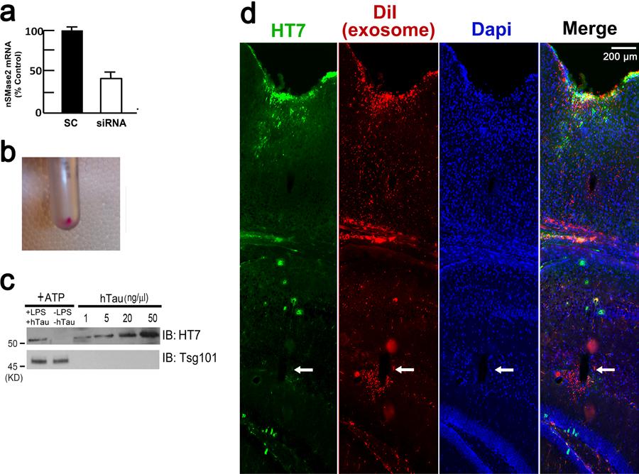 Supplementary Figure 8 nsmase2 knockdown and purified tau-containing exosomes injected into the OML of mouse brain (a) Neutral sphingomyeliase-2 (nsmase2) mrna expression levels in mouse primary