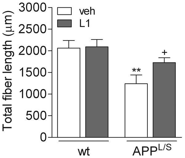 Reduced loss of LC noradrenergic projection fibers to prefrontal ctx APP L/S mice; 50 mg/kg