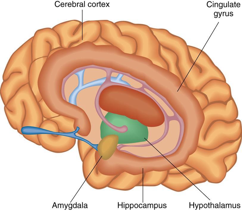 Anatomical regions of the brain involved in sexual arousal & response cerebral cortex: thinking center of the brain Limbic system: associated