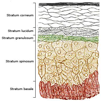 1 Regulatory Background 1.1. Mechanisms and definitions of skin irritation and corrosion The human skin is divided in three distinct regions: the epidermis as the outer region, the dermis and the deeper localized subcutis.