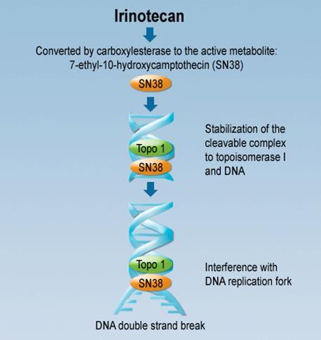 Irinotecan Mode of action Irinotecan is a topoisomerase I inhibitor,