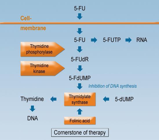 5-Fluorouracil (5-FU) Mode of action 5-FU inhibits thymidylate synthase (TS) and the synthesis of