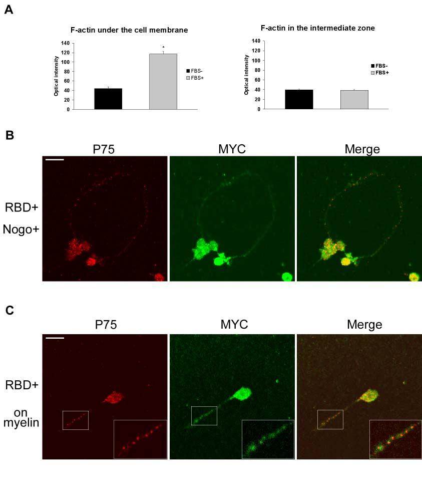 Supplementary figure 1 (A) Quantitative analysis of F-actin signal intensity in NIH3T3 cells treated with PTD4-myc- RBD. NIH3T3 cells were treated with PTD4-myc-RBD as described.
