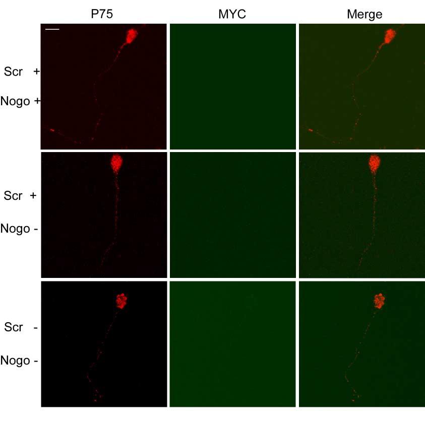 Supplementary Figure 8 ScrPTD4-myc-RBD is not incorporated into the cerebellar granule neurons.