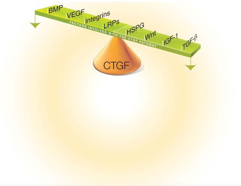 Key Role of Connective Tissue Growth Factor (CTGF) CTGF in Dermal