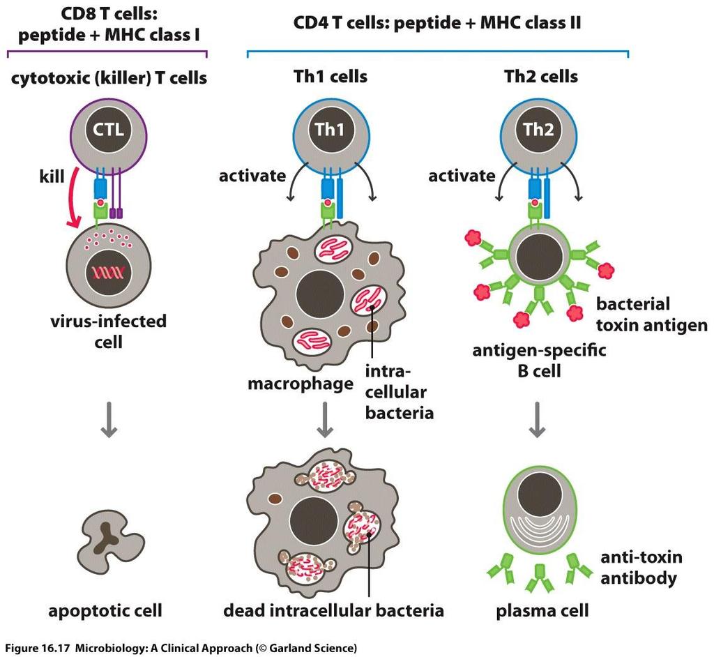 CD8 (cytotoxic T cells)