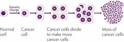 How do lymphomas develop? Lymphocytes are always dividing to make new cells. When you are fighting an infection, your body makes many new lymphocytes very quickly.