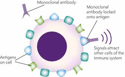 Antibody therapy Antibodies are made by the body s immune system and are an important part of its defence against infection.
