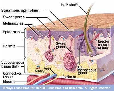 Normal Flora of the Skin. http://health.yahoo.