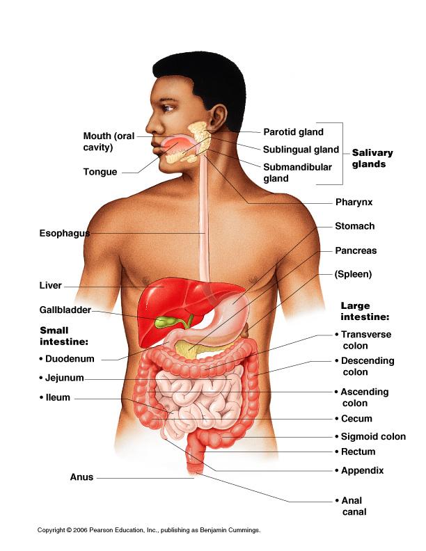 DIGESTIVE SYSTEM CLASS NOTES Digestion Breakdown of food and the of nutrients in the bloodstream.