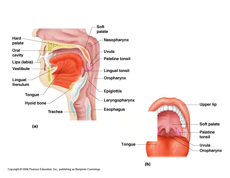 The digestive system is composed of the canal which is a continuous tube along with several organs.