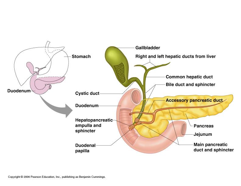 The small intestines are the body s major organ.