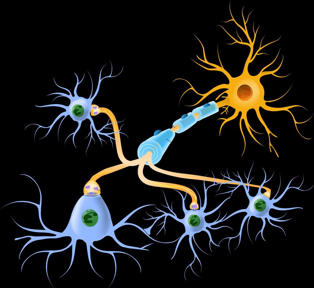 Part 2: Cluster of Conscious Neurons brain is composed of neurons that process signals: re are