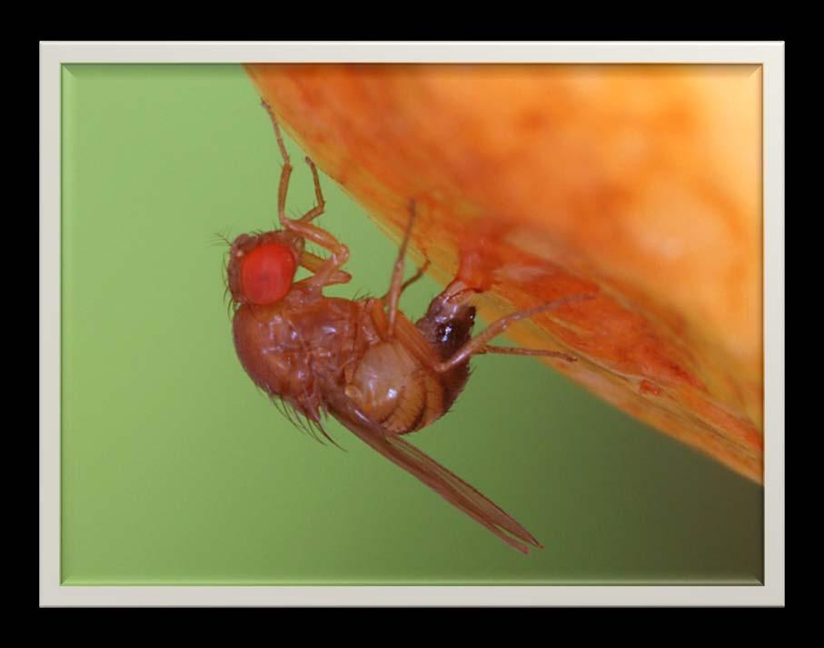 Spotted Wing Drosophila Update Washington State