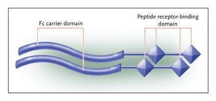 Romiplostim Registered for treatment of chronic ITP The peptide