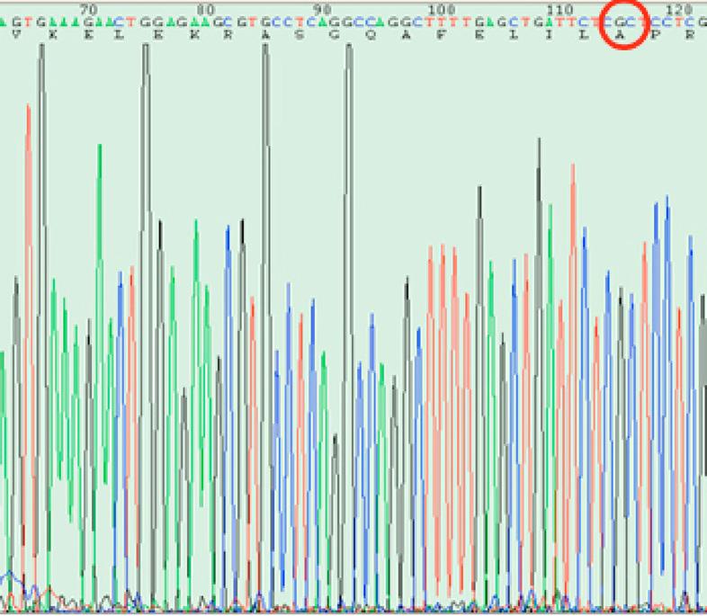 acid with alanine by multiplex PCR. Screening transformation and sequencing were then performed and the Flag-pcDNA3.