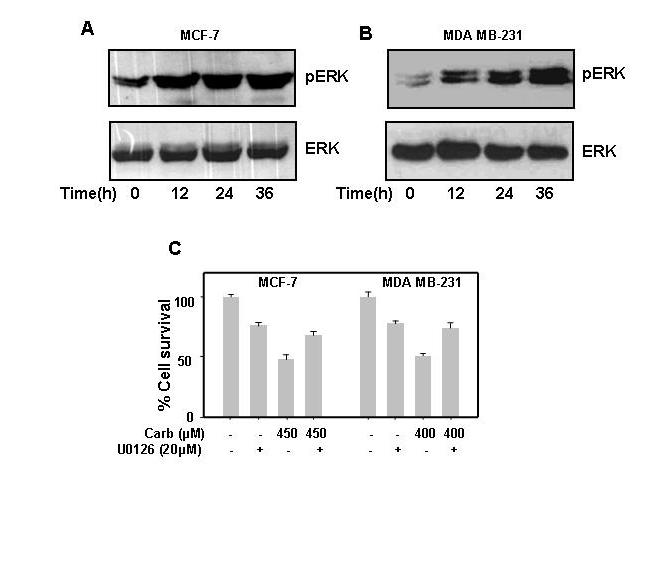 Fig. 5: Carb activates ERK phosphorylation which is associated with cell death. MCF-7 (A) and MDA MB-231 cells (B) were treated with increasing concentration of Carb for 36 h.
