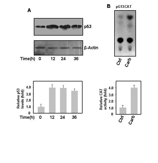 Fig. 7: Carb induces p53 protein by activating its promoter. MCF-7 cells were treated with 450 µm of Carb for indicated time.