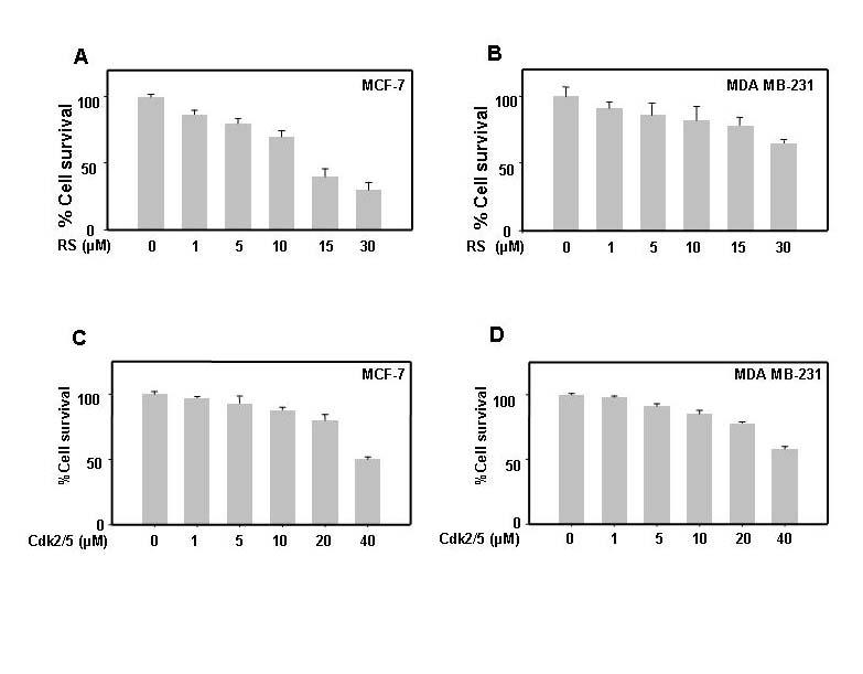 treatment (Wesierska-Gadek et. at., 2005). Taken together, present results implicate Cdk5 involvement in breast cancer cell proliferation. Fig.