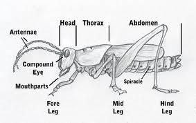 Inductive reasoning : All insects have a head, a thorax with six legs and an abdomen Deductive reasoning : If I see these