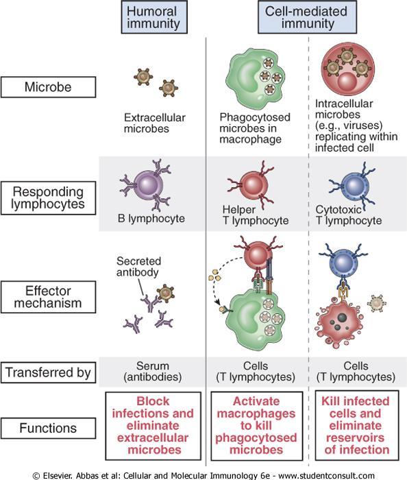 Types of adaptive immunity 1. Humoral immunity => Molecules in body fluid, ex. Antibody (Ab) => Key player => B cells => Target extracellular microbes & toxins 2.