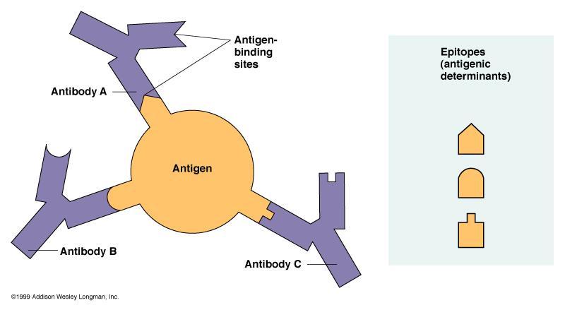 Epitopes: Antigen Regions