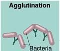 Consequences of Antigen-Antibody Binding 1. Agglutination: Antibodies cause antigens (microbes) to clump together.