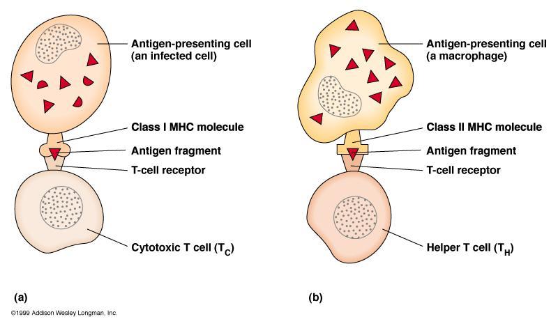 T Cells Only Recognize Antigen
