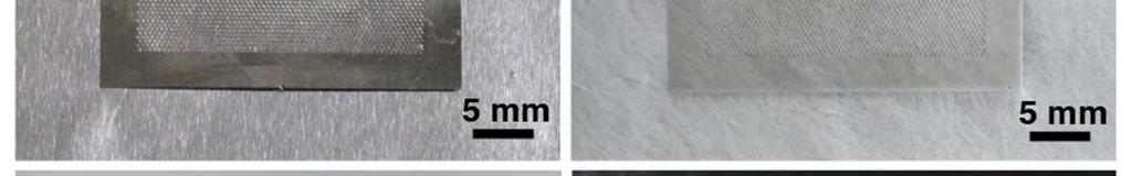 diameter: 300 µm)