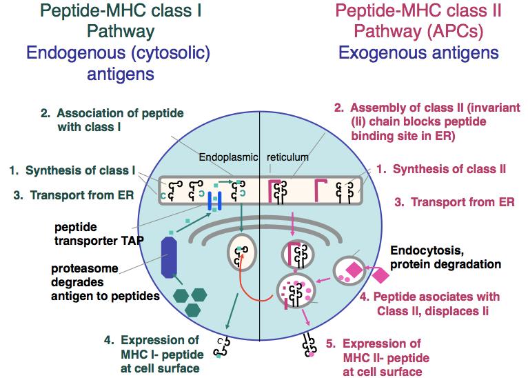Cooperation In Immune Responses Antigen processing how peptides get into MHC Antigen processing involves the intracellular proteolytic generation of MHC binding proteins Protein