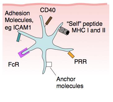 II and peptide, and uses CD4 as co-receptor which binds to conserved β2 region CD8 T cell uses TCR to interact with MHC I and peptide, and uses CD8 as a coreceptor which binds to α3 conserved region