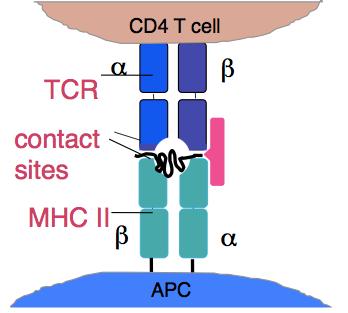The activation of CD4+ T helper cells is the critical step for the activation of the adaptive immune system Help B cells to produce antibodies in lymph nodes Aid production of cytotoxic T cells in