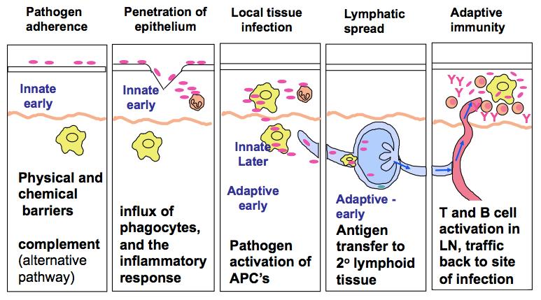 activation Recruitment of more cells and pathogens activate APC Movement from tissues to
