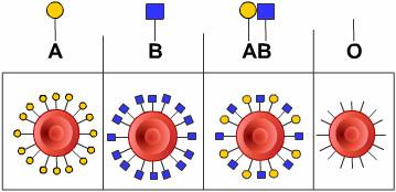 You may have heard of blood types or groups, such as blood group A, B, AB or O. Both A and B stand for a certain protein that is found on red blood cells.