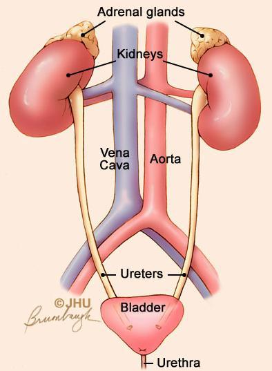 Calculi If a stone passes into the ureter: three areas of ureteric narrowing: