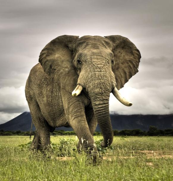 The elephant is the world s largest mammal. It can weigh between 3.5 and 6.5 tons (that s 7,000 to 13,200 pounds!) and grow up to 11 feet tall.