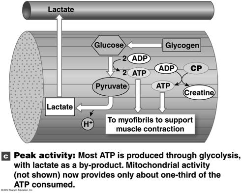 Peak Exercise! O 2 deliver cannot meet O 2 demand Mitochondrial ATP production very low (about 1/3 of total needed)! ATP production is via glycolysis!