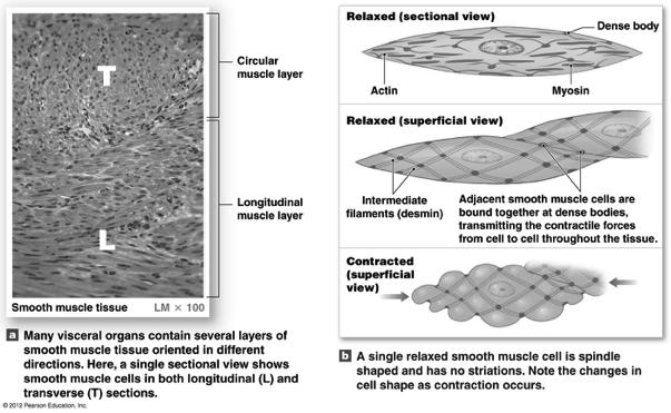 Smooth Muscle Structural Features (2 of 2)! Dense bodies α-actinin! Attached to actin! Some anchored to cell membrane! Some held in place by intermediate filaments! Some anchor one cell to another!