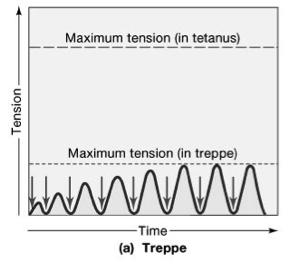Contraction period Tension increases! Relaxation period Tension decreases! Passive process follows pumping of Ca 2+ back into SR! Relaxation is a passive process! 8! Treppe Figure 10-16a!
