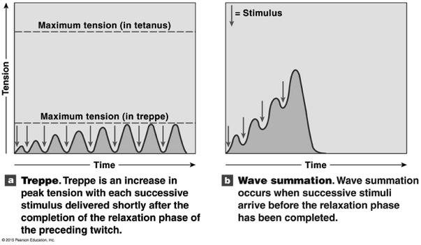 Summation! Repeated stimulation before relaxation phase has been completed stronger contraction! Wave summation: one twitch is added to another! Incomplete tetanus: muscle doesn t relax completely!