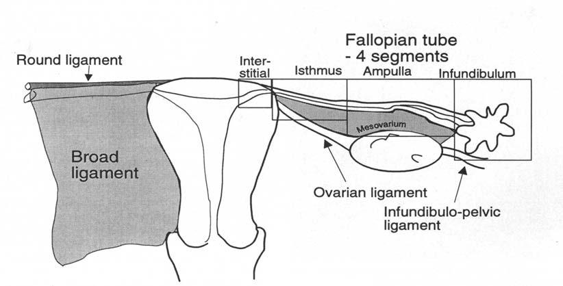 Fallopian Tubes Interstitial portion - approximately 1 cm length - right & left cornus of uterus - echogenic line arising